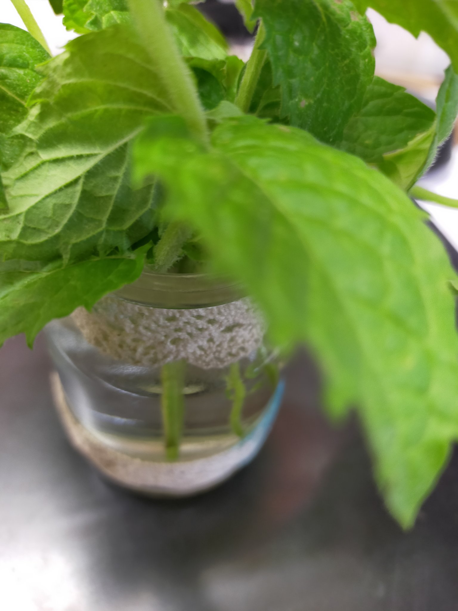無敵の花屋 ペパーミントを 水に漬けておく 根っこ出てくる 植えちゃった方が早いけどね T Co Guqd5o3pwy ミント ペパーミント イエルバブエナ T Co Akdo14iqzb Twitter