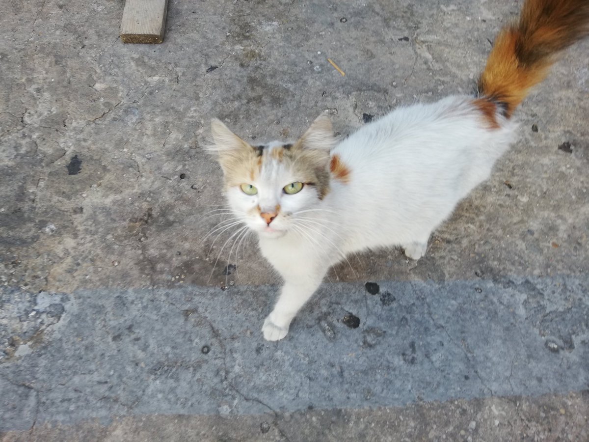 Daisy was dumped at my porsh about a month ago and she's desperately looking for a safe place to give birth. It's catastrophic here, help me raise funds to buy or build a shelter. <a href="/Cristiano/">Cristiano Ronaldo</a> <a href="/jcvd/">Jean-Claude Van Damme</a> <a href="/LeoDiCaprio/">Leonardo DiCaprio</a> <a href="/KhaledAlwaleed/">خالد بن الوليد Khaled Alwaleed</a> <a href="/MileyCyrus/">Miley Cyrus</a> <a href="/rickygervais/">Ricky Gervais</a> <a href="/50cent/">50cent</a> <a href="/FloydMayweather/">Floyd Mayweather</a>