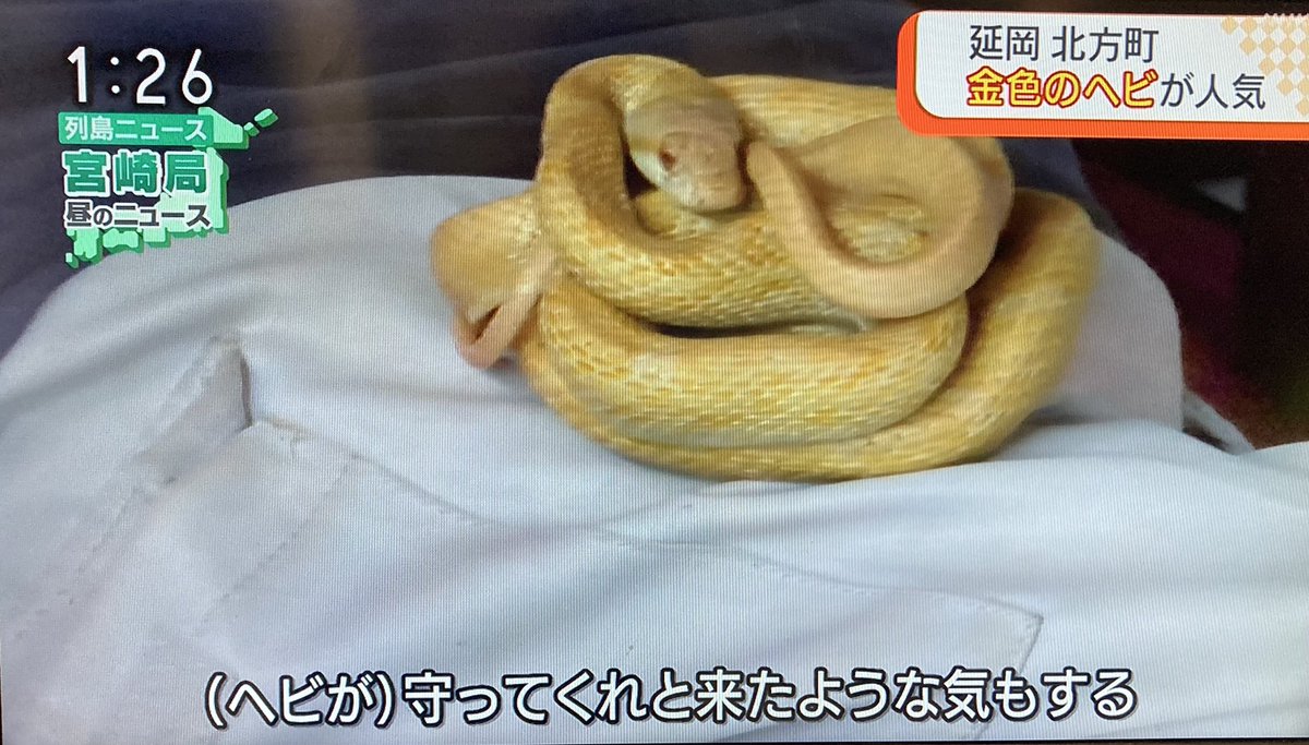 さとぴー 延岡 金色の蛇 金色 金星 延岡 琴恵光金星