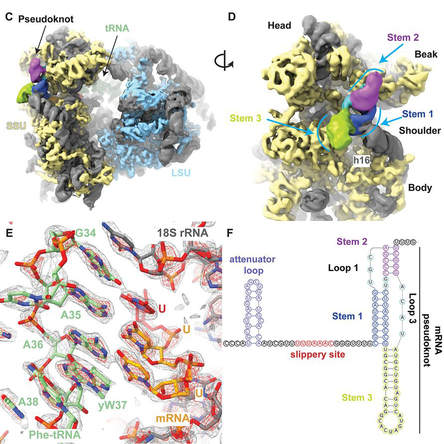 ScienceMagazine's tweet photo. A new Science study provides insights into a process known as frameshifting as it occurs during #SARSCoV2 translation, establishing coronavirus frameshifting as a target for antiviral intervention. Read more: https://t.co/NLHsfqSkmm https://t.co/KteZsTvgAH