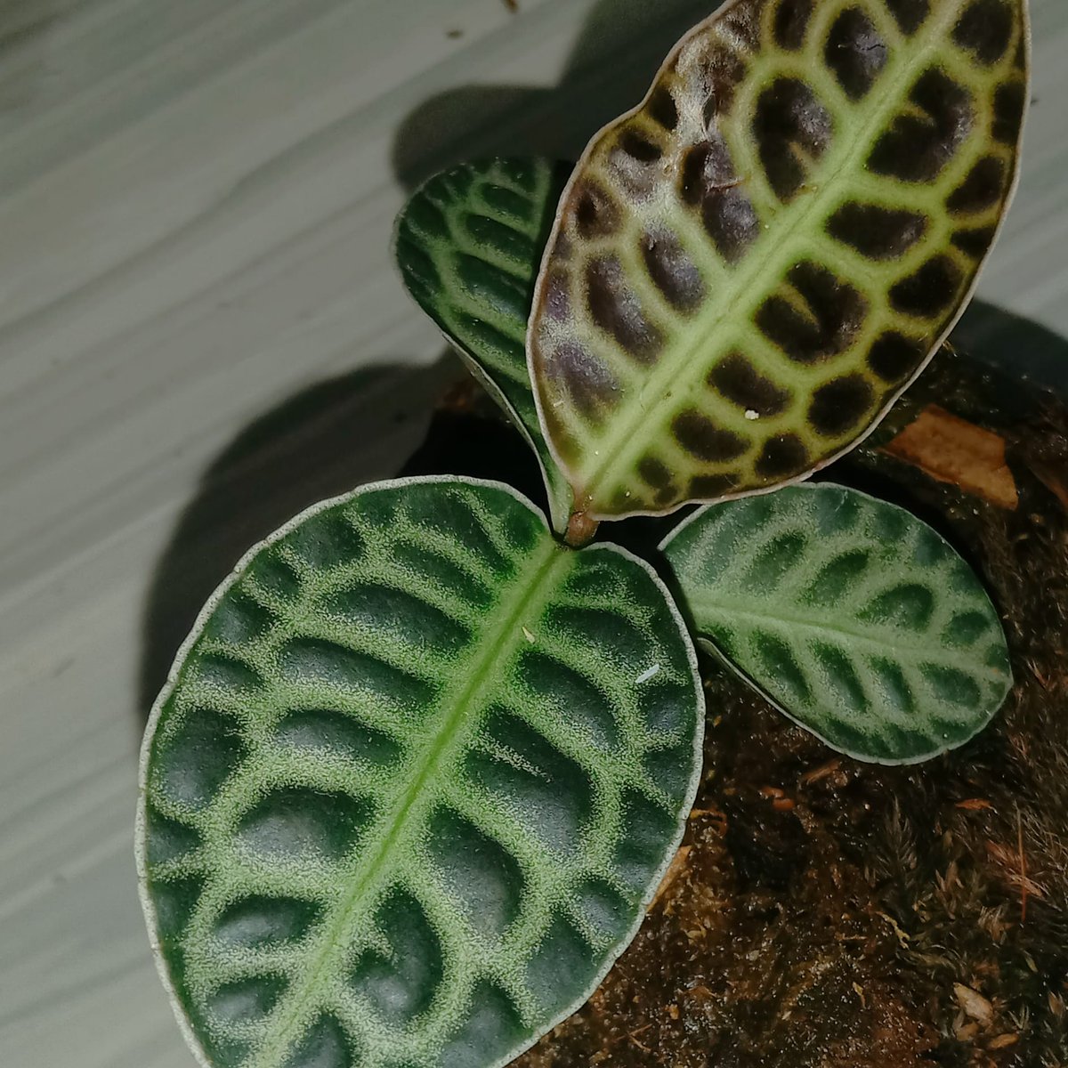 Ryan47806595's tweet photo. Labisia SPP https://t.co/KIFfFAjU75