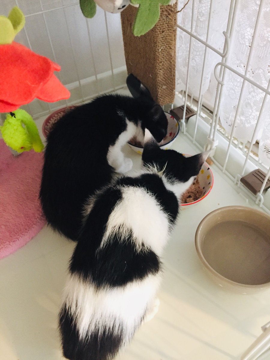CATS_INN_TOKYO's tweet photo. 子猫たちのご飯タイム!
みんなモリモリ食べています٩( 'ω' )وうまい!!🔥
#v5cit #botanicit #urawacit https://t.co/mqtqveIkeG