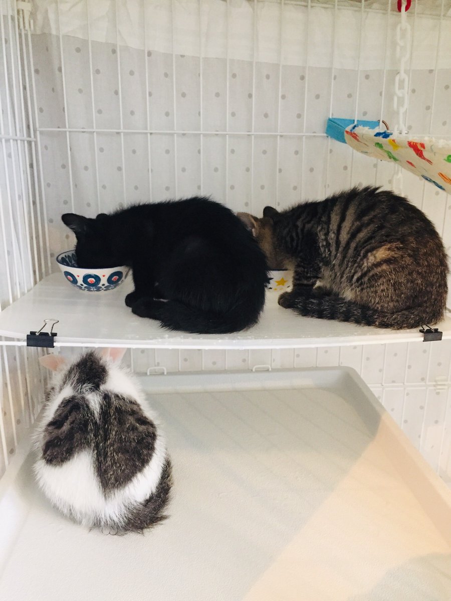 CATS_INN_TOKYO's tweet photo. 子猫たちのご飯タイム!
みんなモリモリ食べています٩( 'ω' )وうまい!!🔥
#v5cit #botanicit #urawacit https://t.co/mqtqveIkeG