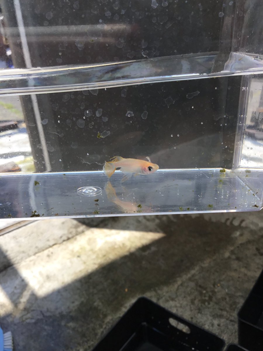 メダカ王国レインボー Skjihrtcvy7yk9y Twitter