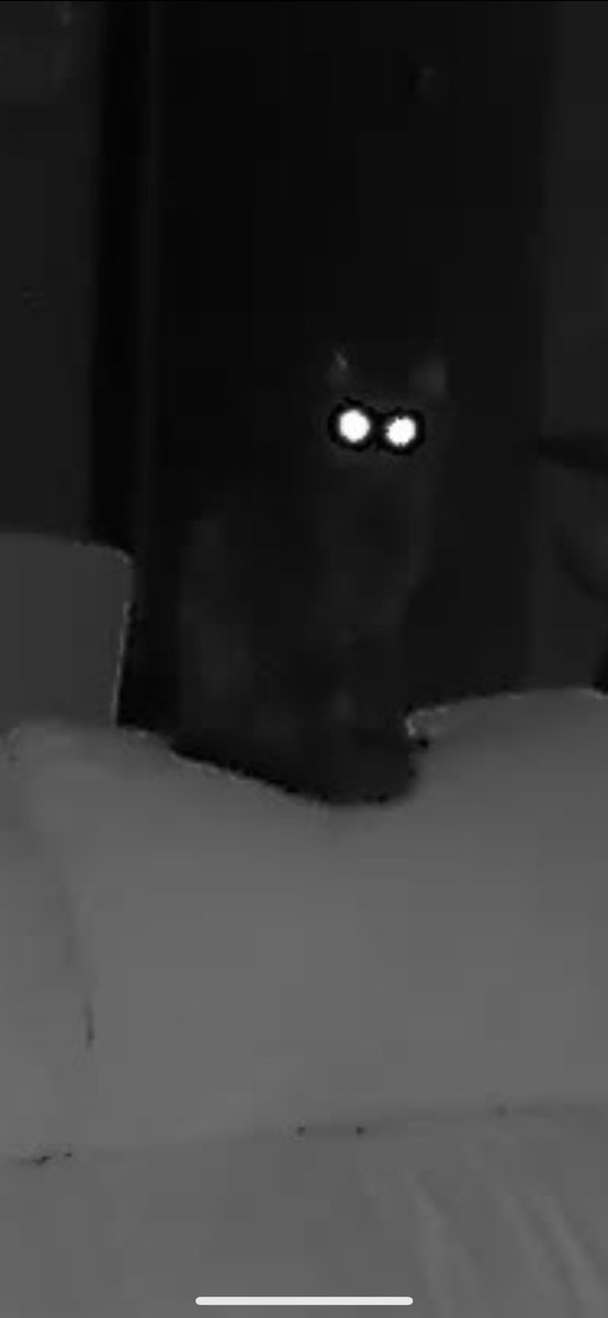 mseeburs's tweet photo. Obsessed with checking in on my demon cat on our pet camera https://t.co/NMOECM6GKc