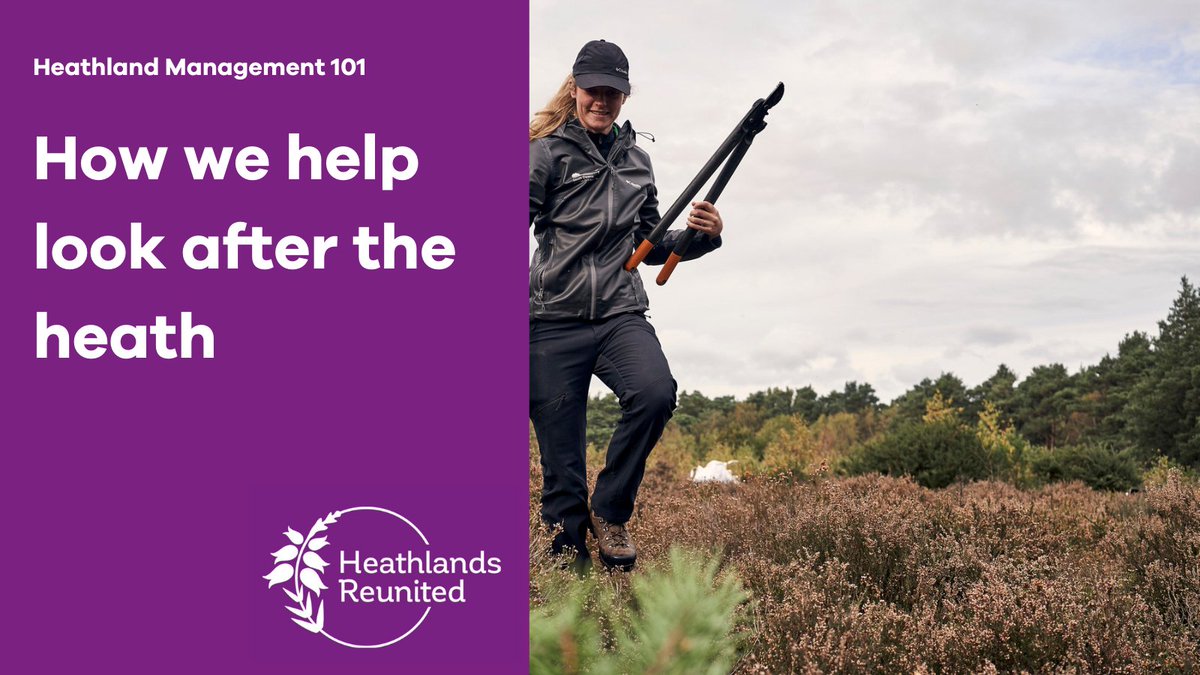 sdnpa's tweet image. Lowland heath requires careful management.

Watch our short film showing the importance of scrapes in maintaining heathland: buff.ly/3cQX2dp

The Heathlands Reunited Project is funded by 
@HeritageFundUK
 
#HeathlandsReunited #NatureRecovery #HelpTheHeaths