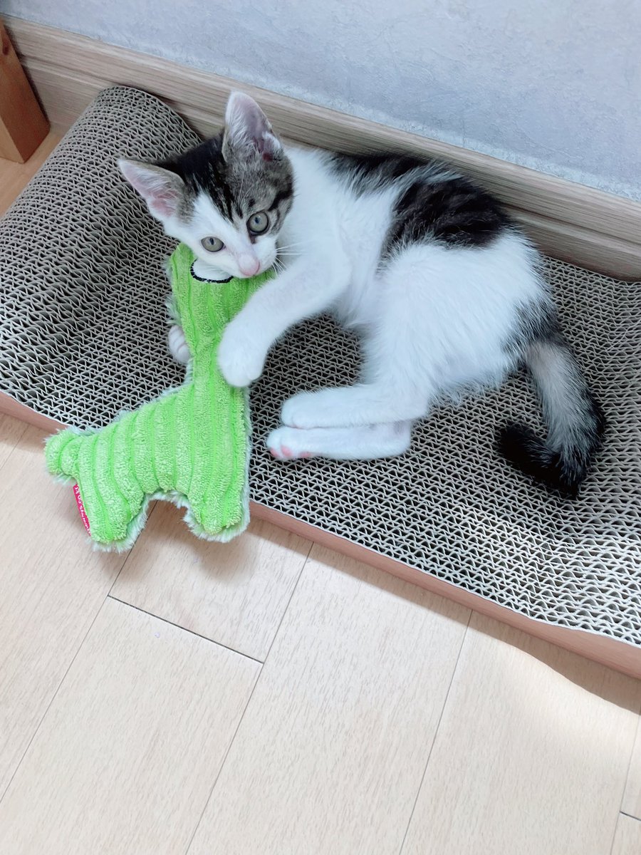 amethystdeer's tweet photo. 니 입양갈 때 멍텅구리 알파카는 같이 꼭 챙겨주꾸마😭 https://t.co/hpIKuzN7P1