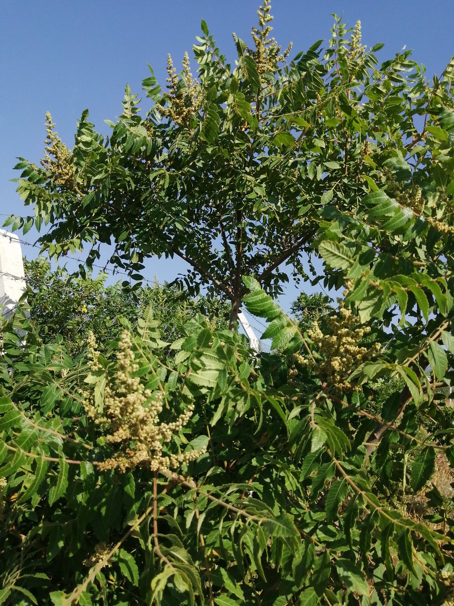 Adana ili Karaisalı ilçesi Gildirli köyünde sumaklar Temmuz ayında toplanacak, sofralara gelecek.