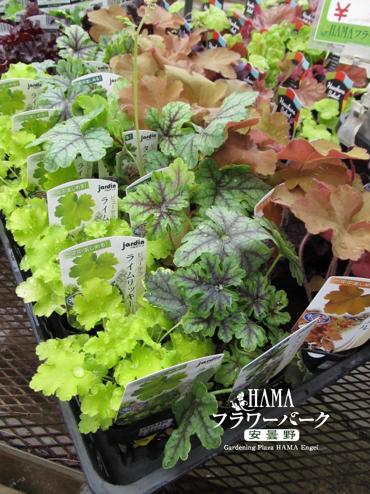 Hamaフラワーパーク安曇野 ハルディンのヒューケラも量少なめですが入りました 狙いの品種がある方はお早めに T Co Ezpg3rfrfy Twitter