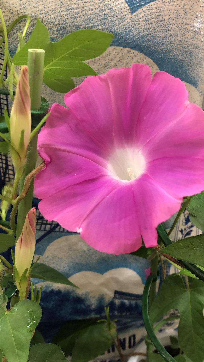 Uzivatel Fs リリラース Na Twitteru 朝顔 妻 今年も朝顔市中止ですて 夫 残念だね 朝顔いつ買えば良いかわかる 妻 いつ買う 蕾のうちに買う 夫 朝顔だから あさかおう 朝買う 花屋 雨上がりの平和な日々です 朝顔 朝顔市 平和な日々 リリラース