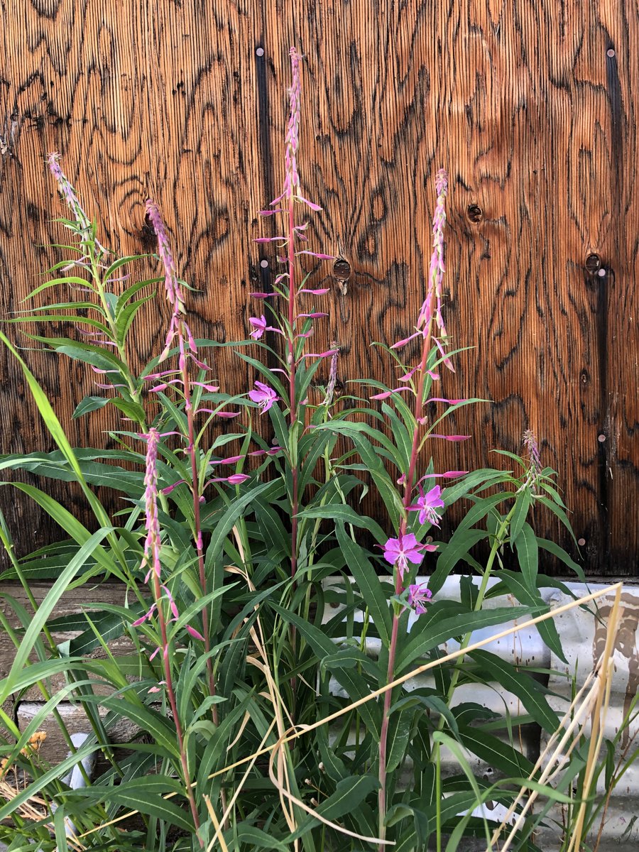 KennyDWallace's tweet photo. Fireweed is starting to bloom in the Keno district.
#fireweed #explorekenohill #kenocity #silvertrail #yukon #landofthemidnightsun #largerthanlife https://t.co/5y7lQ6yBxA