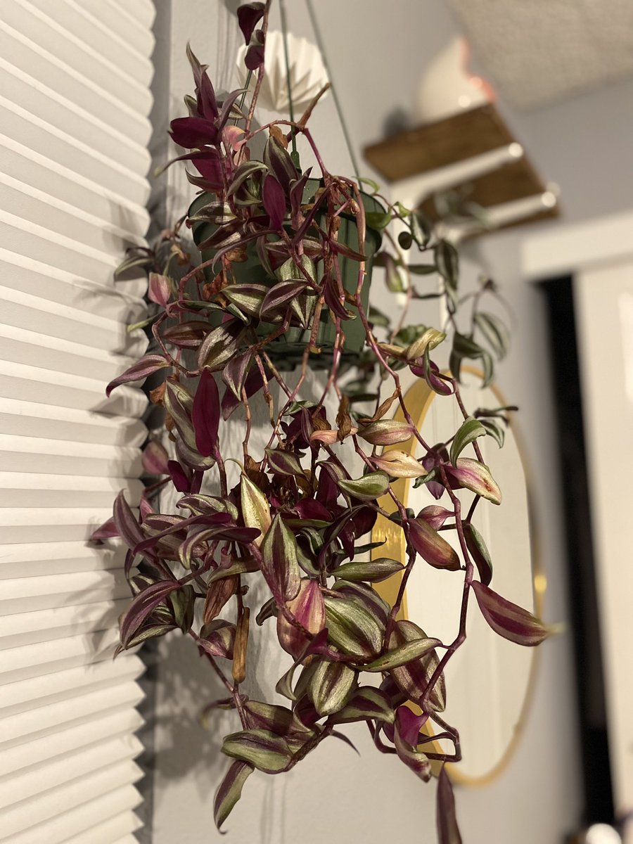 automaticamber's tweet photo. Just some plant appreciation 🌱🖤 https://t.co/9wSLgB5DCj