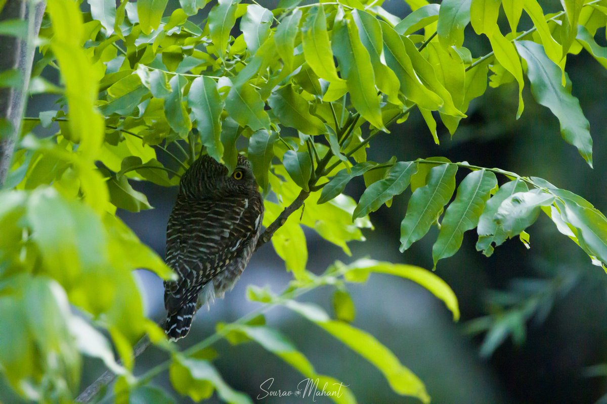 MahantSourav's tweet photo. Asian Barred Owlet...

#birdphotography @NatureIn_Focus @WCSIndia @SanctuaryAsia @vivek4wild @IndiAves @TNWildlifeFed @wti_org_india @WildlifeSOS @WCT_India @WildlifeMag @NWF @wiiofficial1 @wildlifeInd @NatGeoIndia @NGTIndia @CNTIndia @BirdWatchingMy @BirdPOTY @BBCEarth https://t.co/LhjSdP6pLu