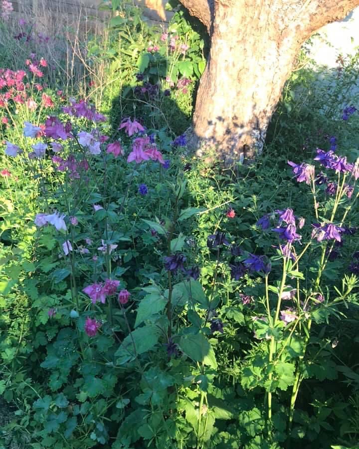 SofieHanse's tweet photo. The Aquilegia is blossoming. 😍 #Akeleje #Aquilegia #Blomster #Blossom #Flower https://t.co/9aQE2twq0L