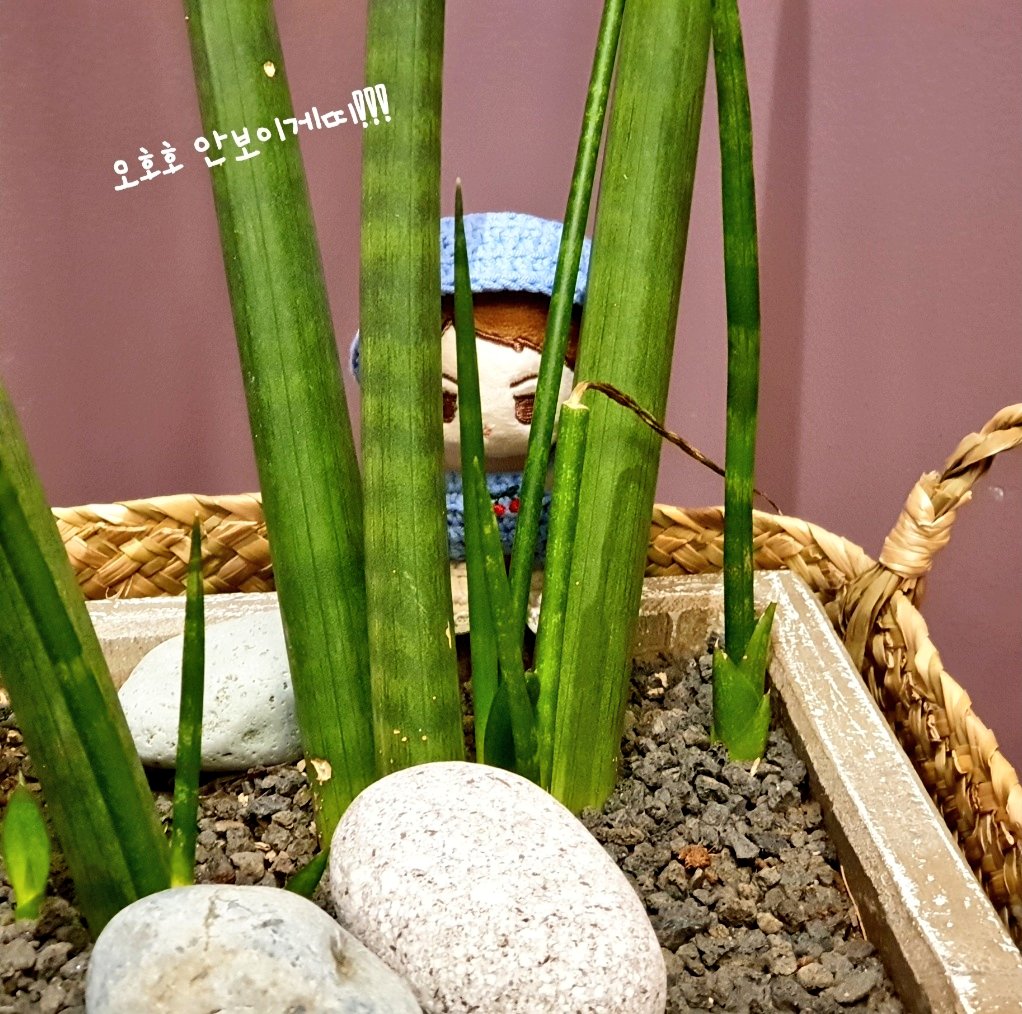 21.6.29

아니 콩알이 어디간거야????🤷‍♀️
혹시 콩알세니 보신분~🙋‍♀️

#콩알세니