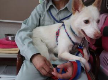 広島県 動物愛護センターの日々の出来事をご紹介 広島県動物愛護センター のスタッフの日常をブログでご紹介しています ３頭のワンコチャレンジ サリー編２ を公開しました 他のワンちゃんと一緒にお散歩をすると楽しそうに歩くことが多くなっ