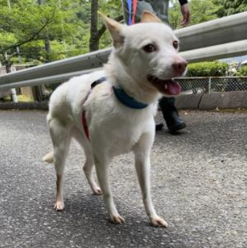 広島県 動物愛護センターの日々の出来事をご紹介 広島県動物愛護センター のスタッフの日常をブログでご紹介しています ３頭のワンコチャレンジ サリー編２ を公開しました 他のワンちゃんと一緒にお散歩をすると楽しそうに歩くことが多くなっ