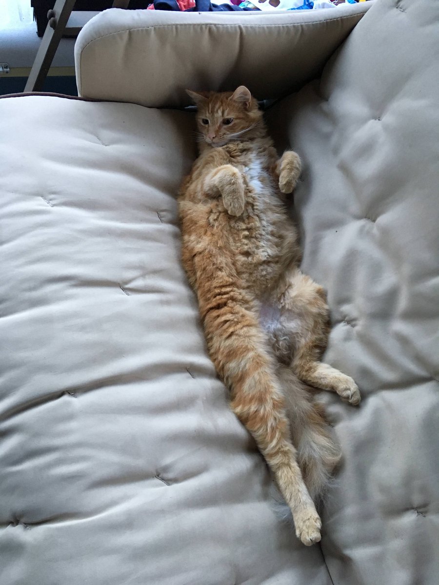 Кот с длинными ногами
