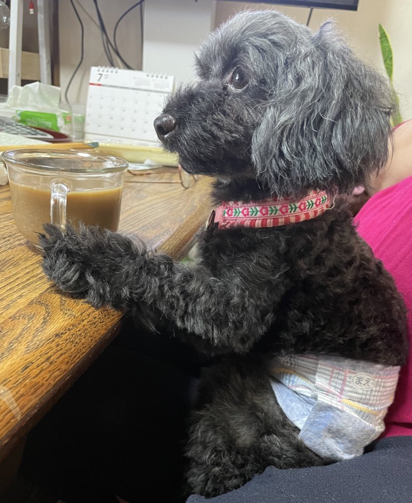 おじさん犬 Twitter Search おじさん犬 Twitter Search