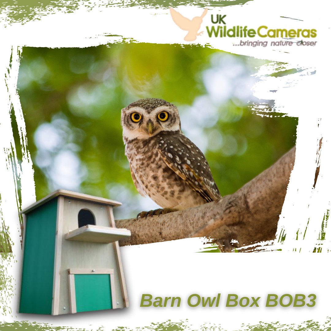 The Barn Owl Box provides a safe and suitable nest site for breeding barn owls. This model has a straight-sided design that uses lightweight yet durable materials.

Bringing nature closer.
ukwildlifecameras.co.uk

#ukwildlifecamera #wildlife #camera #nature #trailcams