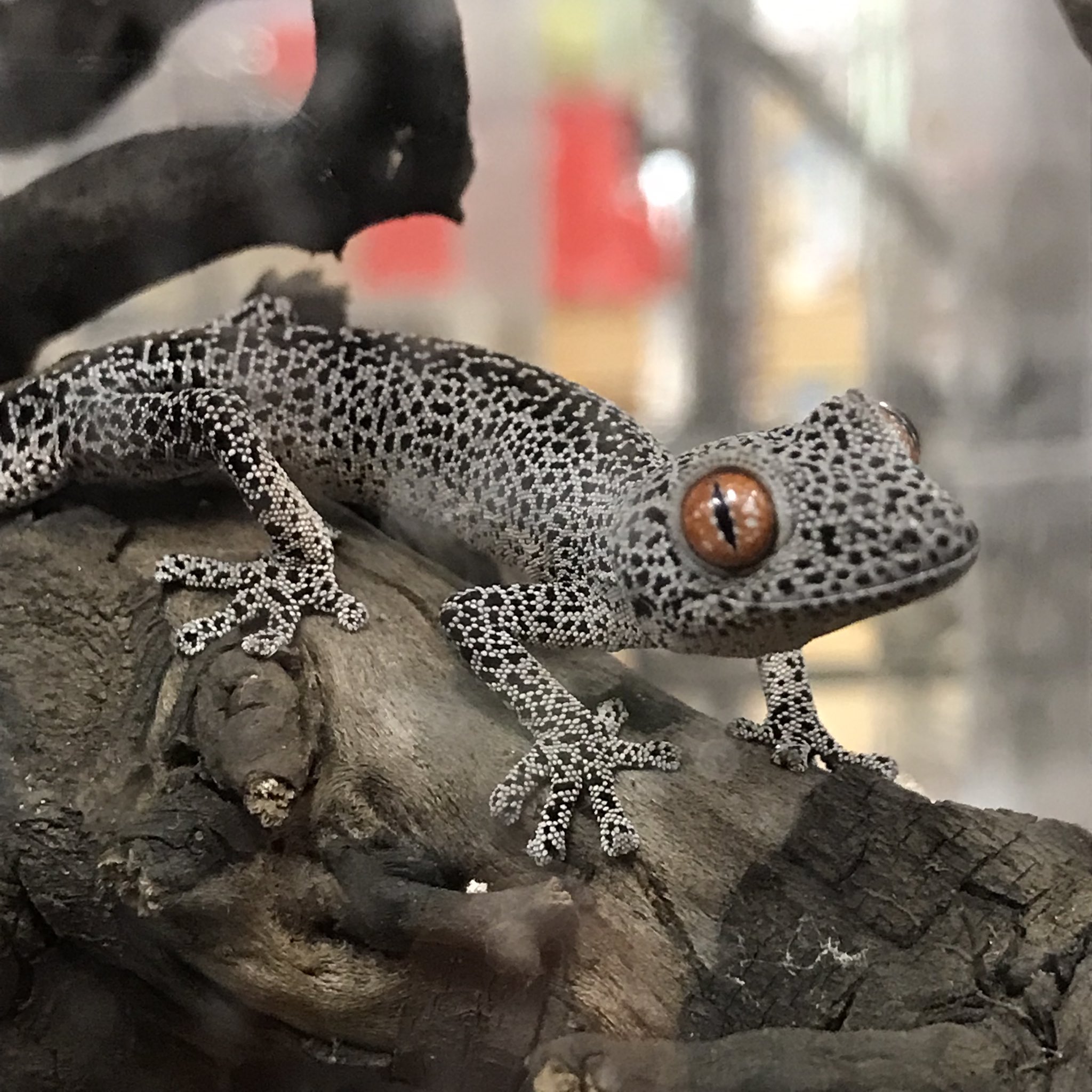 ペポニ インター店 キスジイシヤモリ 白黒の落ち着いた色合いとは裏腹に目は真っ赤なのが特徴で成長すると尻尾も黄色くなってきます 身の危険を感じると尻尾から毒を噴き出す珍しいヤモリです 入荷も珍しい種類ですのでお求めの方は是非お越しください ペポニ インター店 キスジイシヤモリ 白黒の落ち着いた色合いとは裏腹に目は真っ赤なのが特徴で成長すると尻尾も黄色くなってきます 身の危険を感じると尻尾から毒を噴き出す珍しいヤモリです 入荷も珍しい種類ですのでお求めの方は是非お越しください