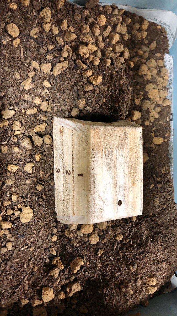 ハムスター日記 今日は土遊びをしました 次はもっと広くしてあげたいなと思ってます 楽しそうで良かったです ハムスター 土遊び