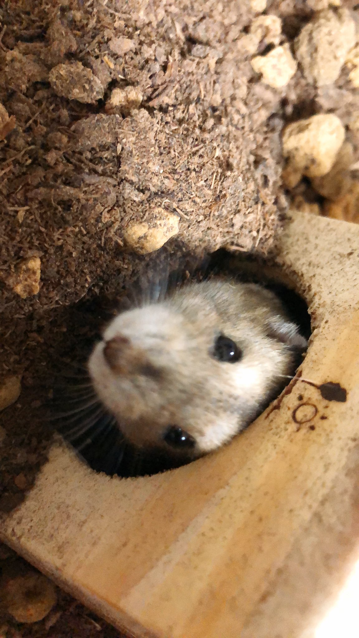 ハムスター日記 Hamu 1o Twitter