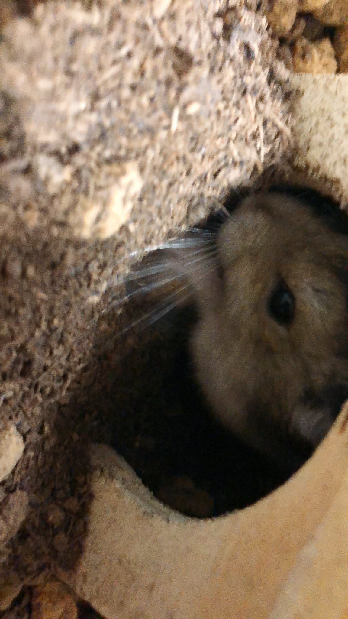 ハムスター日記 今日は土遊びをしました 次はもっと広くしてあげたいなと思ってます 楽しそうで良かったです ハムスター 土遊び