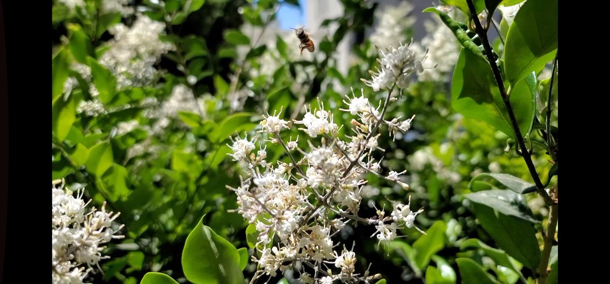timecode72's tweet image. bee