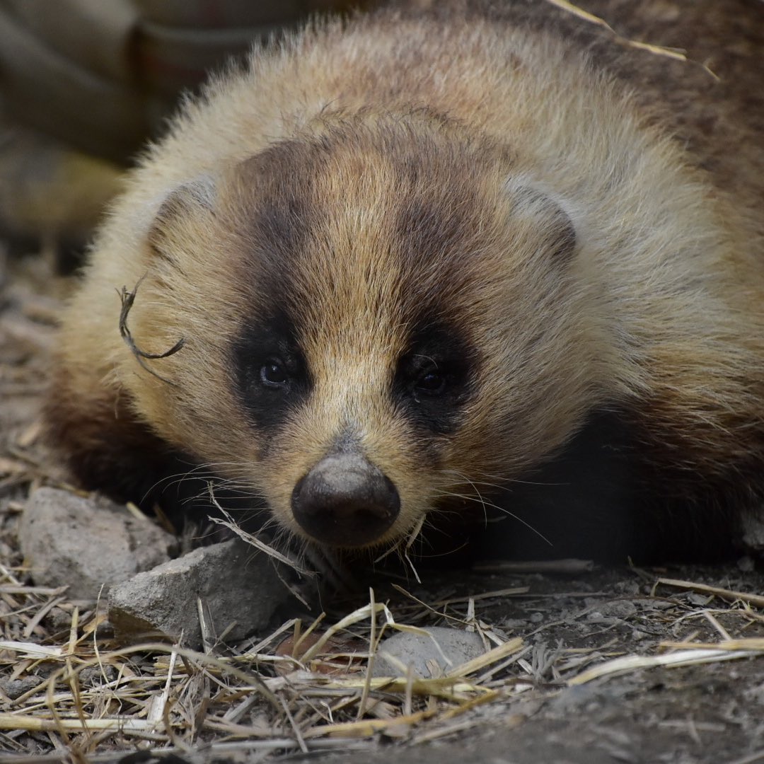 あゆみ お誕生日といえば ワタクシ日付を覚えるのが本っ当に苦手で イタちゃんですら3月生まれ位しか覚えられないんですよね ごめんよ 京都市動物園 ニホンアナグマ アナグマ アナグマの可愛さをもっと広め隊 T Co S7vj6vpgxr Twitter