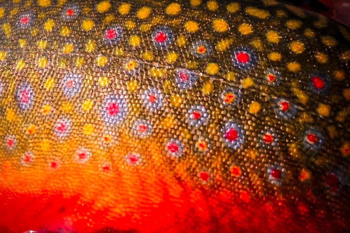 repyourwater's tweet photo. Brook Trout in macro...
#RepYourWater #FishExploreConserve #FlyFishing #brooktrout #bluehalos #char #brookie https://t.co/2MhYNcXG6w