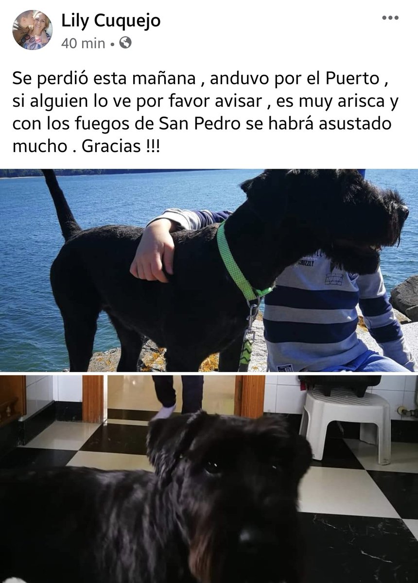 AnimalesMino's tweet photo. https://t.co/eTXSTWF3Iy

Se perdió esta mañana , anduvo por el Puerto , si alguien lo ve por favor avisar , es muy arisca y con los fuegos de San Pedro se habrá asustado mucho . Gracias !!! #Miño https://t.co/E5SJVF0Cs4