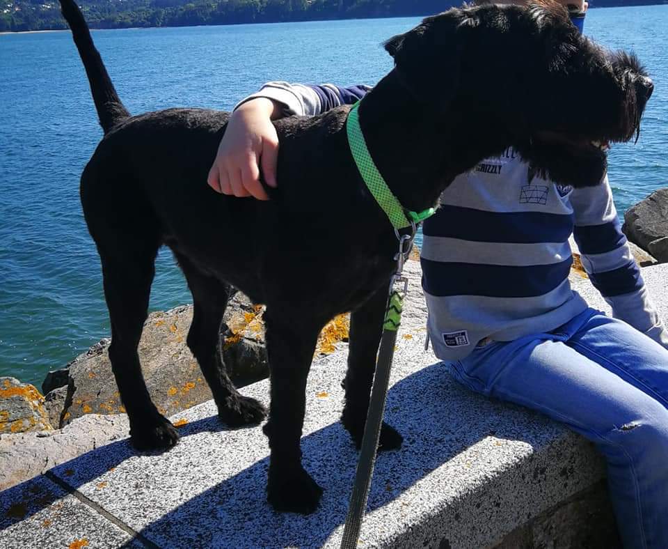 AnimalesMino's tweet photo. https://t.co/eTXSTWF3Iy

Se perdió esta mañana , anduvo por el Puerto , si alguien lo ve por favor avisar , es muy arisca y con los fuegos de San Pedro se habrá asustado mucho . Gracias !!! #Miño https://t.co/E5SJVF0Cs4