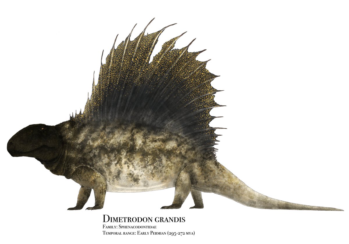 paleobyliam's tweet photo. Hope it's still #SynapsidWeek because today happens to be my birthday!!!! (you may have to turn up your screen's brightness to see that Dimetrodon face) https://t.co/kHslw3QUNn