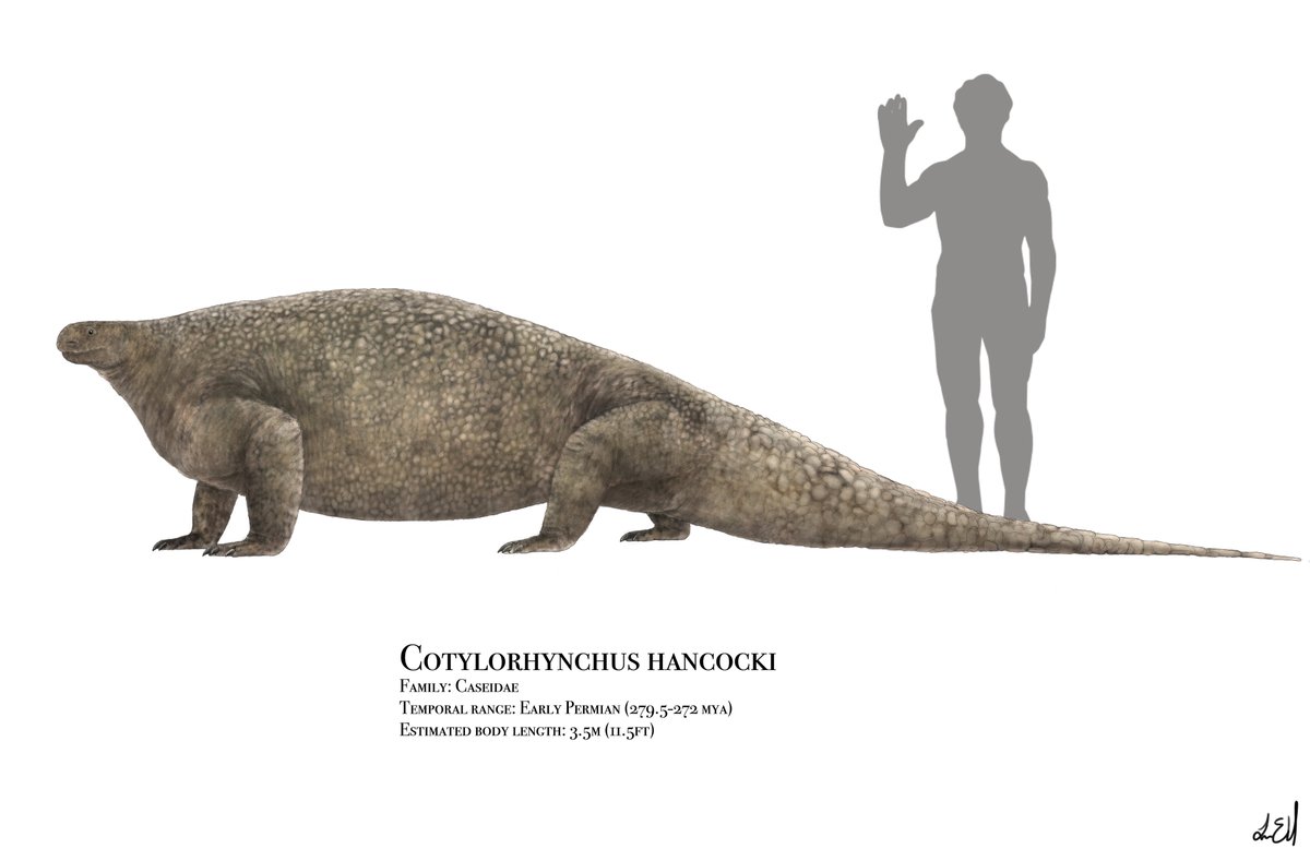 paleobyliam's tweet photo. Hope it's still #SynapsidWeek because today happens to be my birthday!!!! (you may have to turn up your screen's brightness to see that Dimetrodon face) https://t.co/kHslw3QUNn