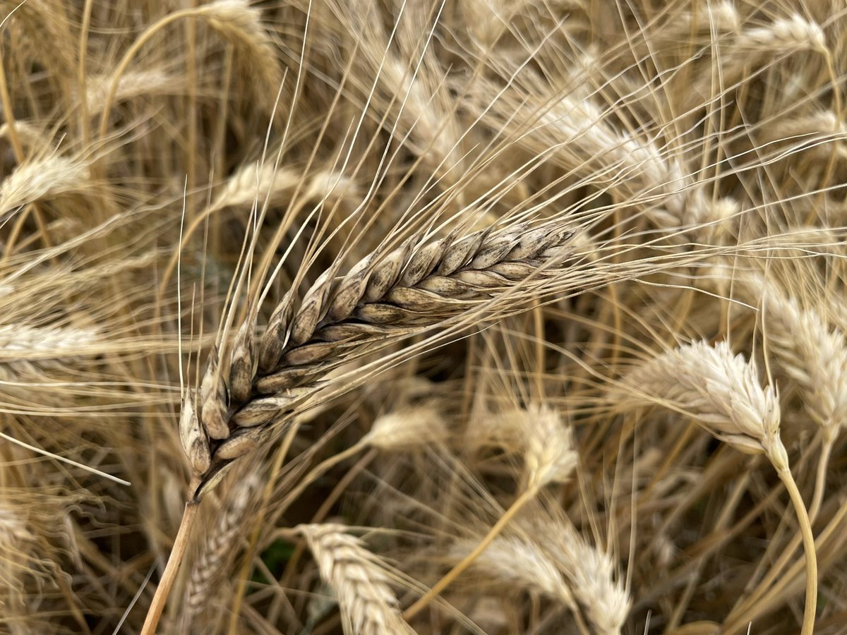 Les fumagines sont présentes en forces 📷. Ces champignons saprophytes exploitent la faiblesse des tissus en sénescence. Pas nocif mais sont l’expression de condition humide en fin de cycle qui peuvent favoriser d’autres champignons plus embêtants 😰 #arvalis #agriculture #bledur