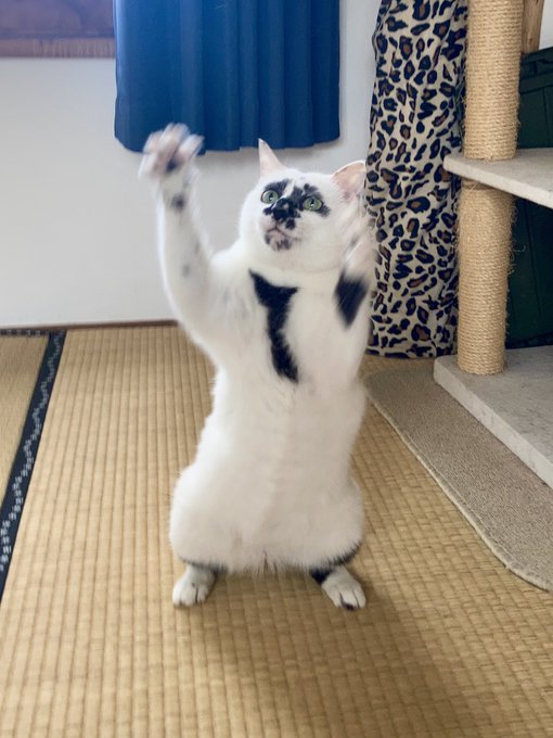 今忙しい猫 今忙しい猫