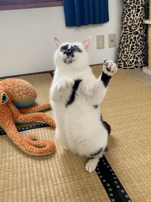 今忙しい猫 今忙しい猫