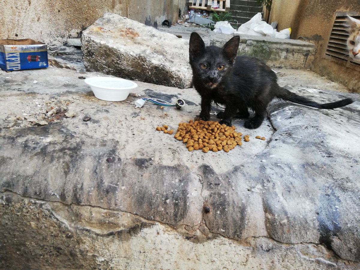 Diesel was dumped 4 days ago and was hiding terrified in a mechanical shelf near my place and he was covered in grease. It's catastrophic here in Lebanon. Help me raise funds to build or buy a shelter for 80 cats and 20 dogs <a href="/miakhalifa/">Mia K.</a> <a href="/JCVD/">Jean-Claude Van Damme</a> <a href="/rickygervais/">Ricky Gervais</a> <a href="/Cristiano/">Cristiano Ronaldo</a> <a href="/MikeTyson/">Mike Tyson</a>