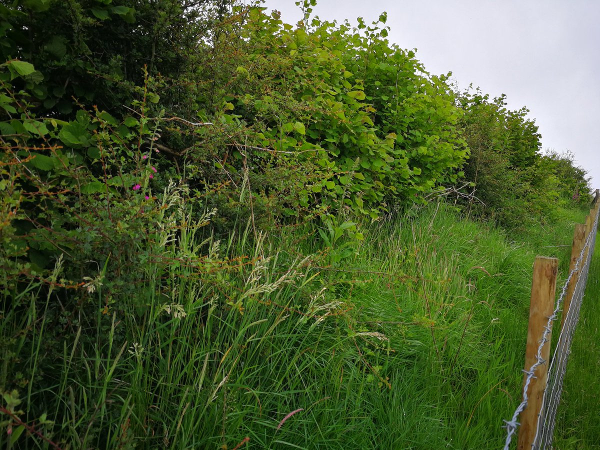 Our hedges - old and new - are a real #EnvironmentalSuccess 💚 delivering multiple benefits: #carbonsequestration #homefornature #pollinatorparadise #habitatconnectivity  #landscapefeature #shelterforlivestock #traditionalskills

#winwinwinwinwin 

#Pledge2040 #MOREhedges 💚