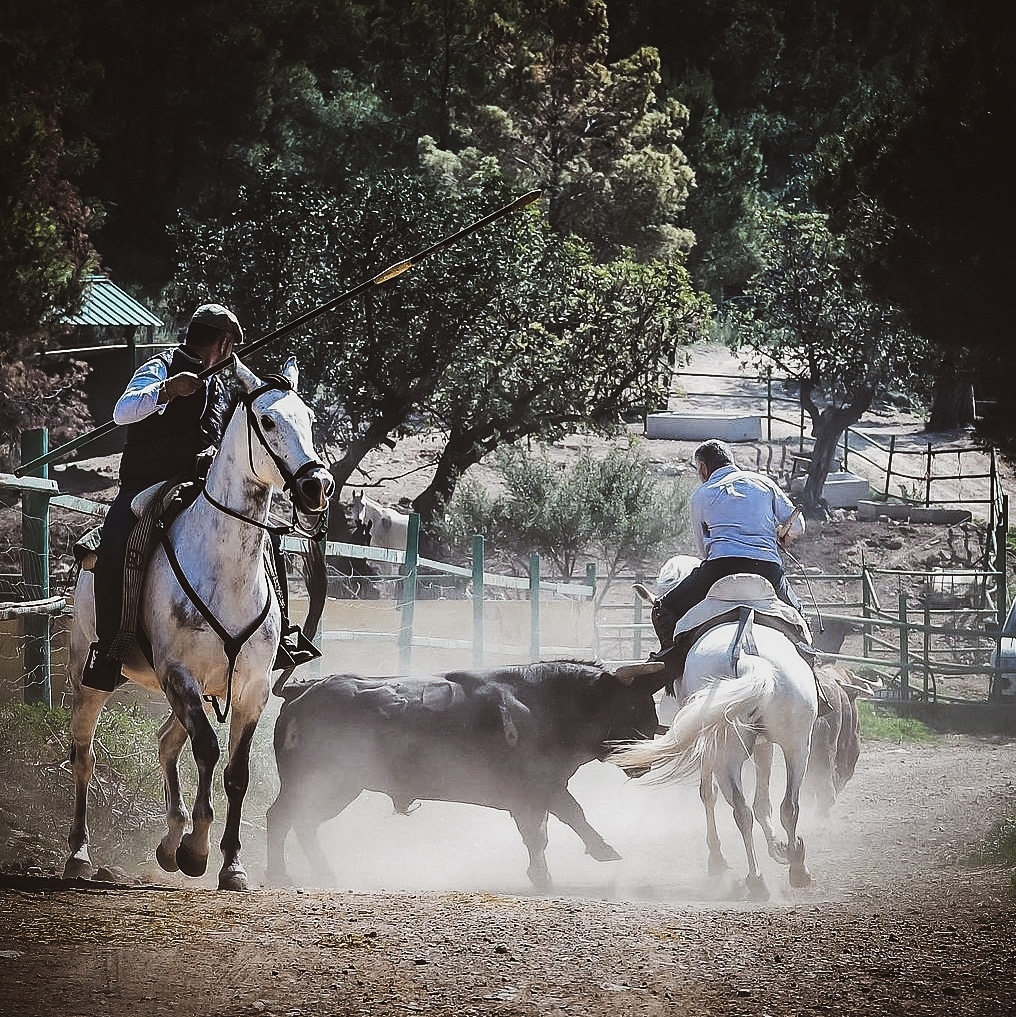 No siempre salen las cosas como queremos!!!

Nuestro día a día también es esto.

Buenos días amigos!!!

#umavacam #mayorales #vaqueros #momentos #tension #jugando #vidas