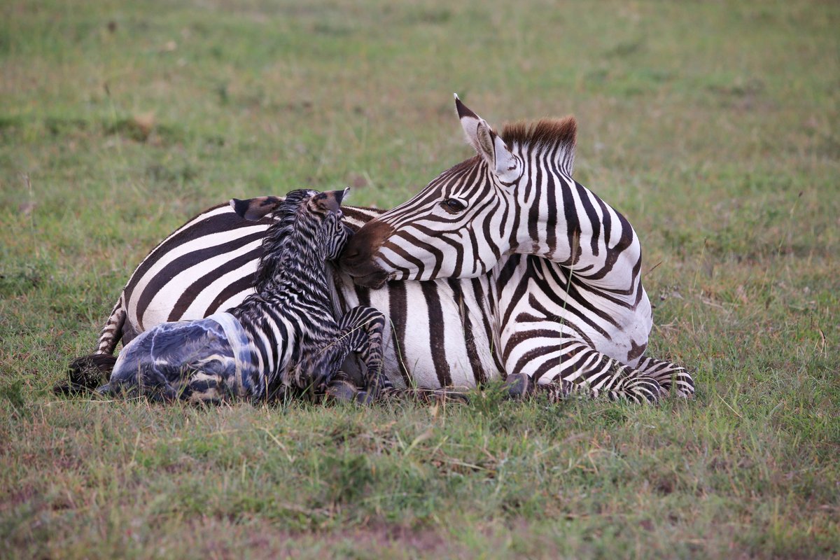 WildfriendsUG's tweet photo. Beautiful scene of a #zebra giving birth🥰 and this adorable baby was able to stand up on its own after just 10 minutes! 
GET YOU SAFARI WITH US
📸 Kjetil Hagenvic 
#Cats #Predators #Preys #Foal #Zebragivingbirth
#BabyZebra #Birthingseason #VisitEastAfrica 
#WildlifeExlerience https://t.co/KV5reMa5NY