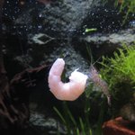 すごく喜んで食べてるけど…。これって共食いだよね？