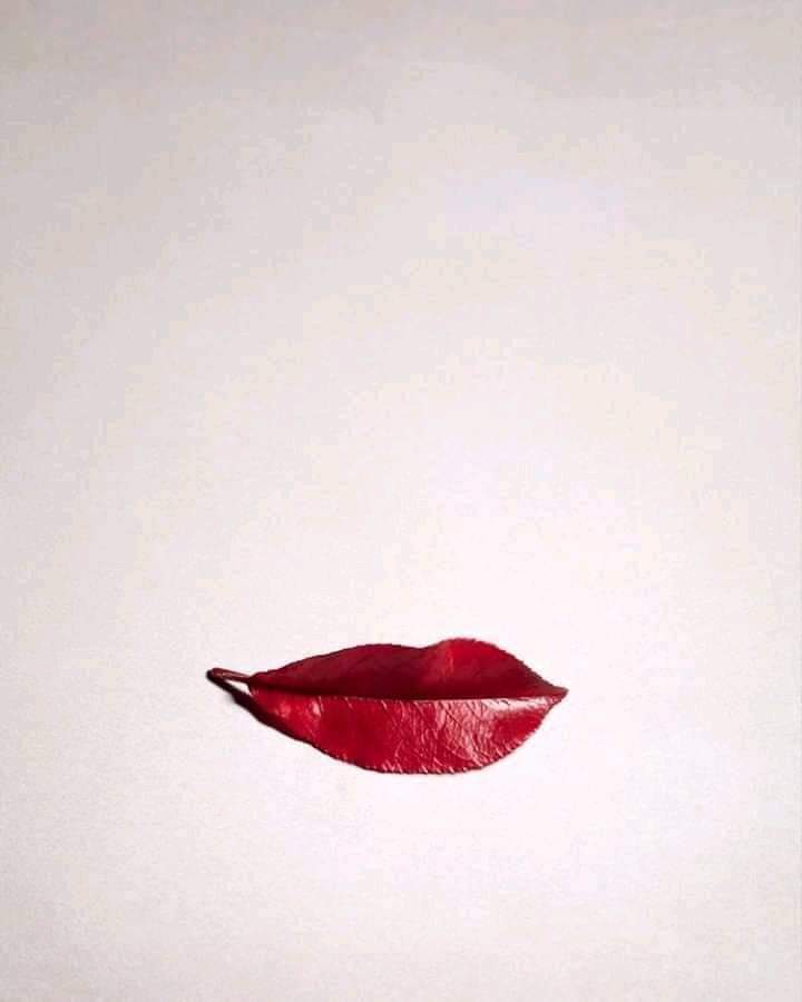 Come non condividere tanta bellezza!!!

Solo una foglia... di Nyssa Sylvatica 🍂🍃