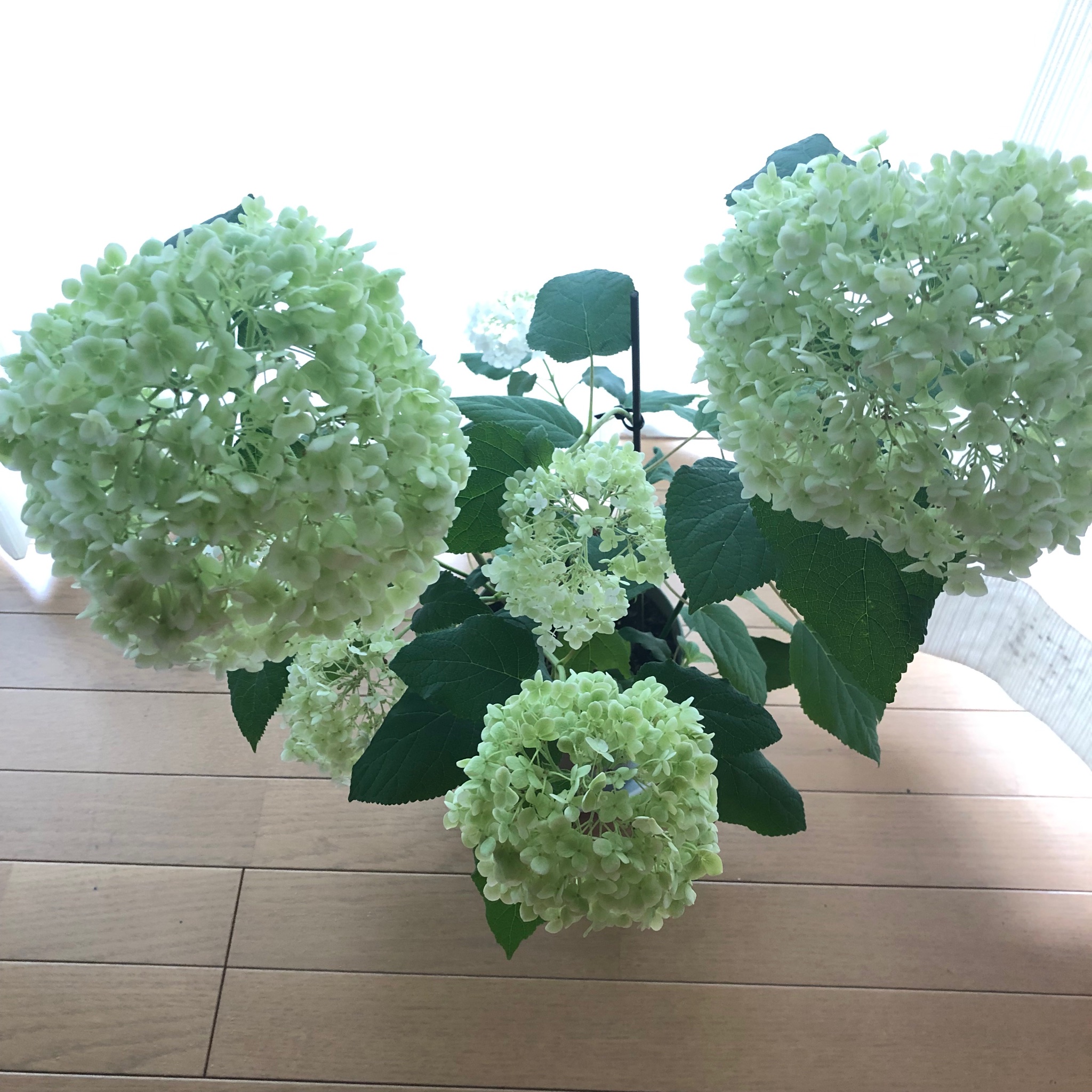 午後から雨になるでしょう アジサイ アナベルきれいな緑色になりました まだ早いかなぁと悩んだけど 大きな花は切り花に この先はドライフラワーにしていきます うまくできるかしらん 暑いね 涼暮月はまだか この梅雨の終わりかけ頃になるといつも