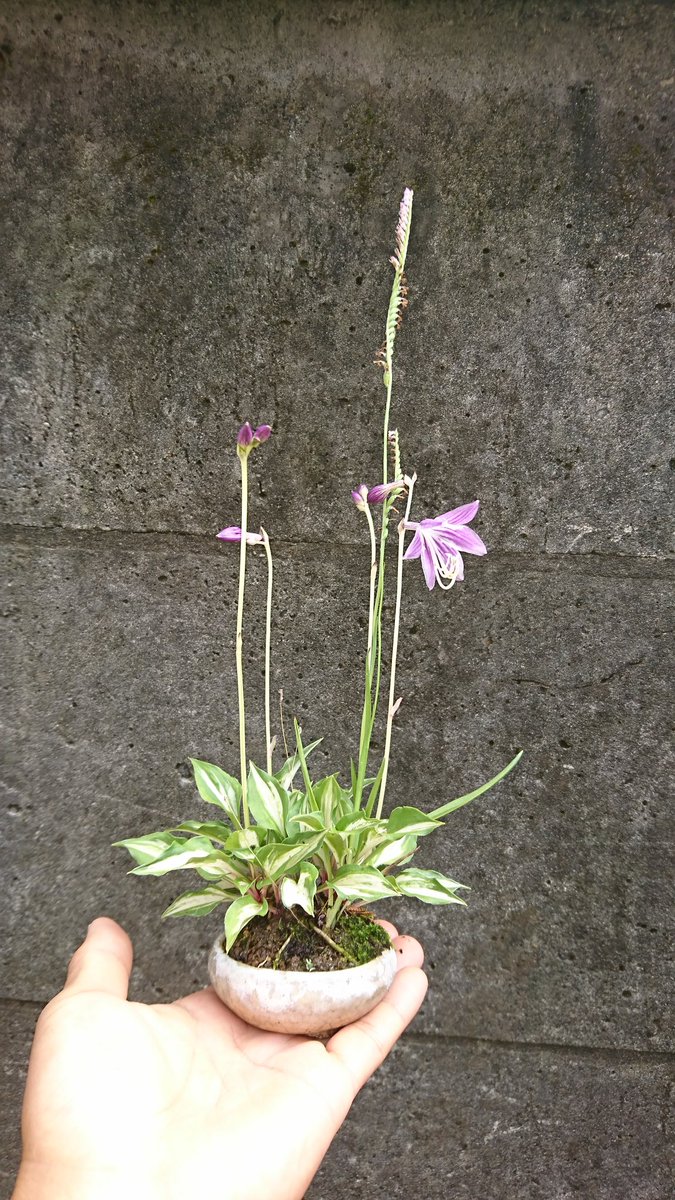 sougyokutei's tweet photo. 【午後の草モノ盆栽】
ネジバマ、斑入り小葉ギボシ。是好鉢。愛培10年。今年はギボシが例年より早く咲きました。肥料や手入れ植え替えも余り要りません,初めての方にもお薦めです。雨上がりの吉祥寺より。#GrassBonsai #Hosta #ScrewFlower #Tokyo #Bonsai #放置プレイ https://t.co/VZrHclV1C5
