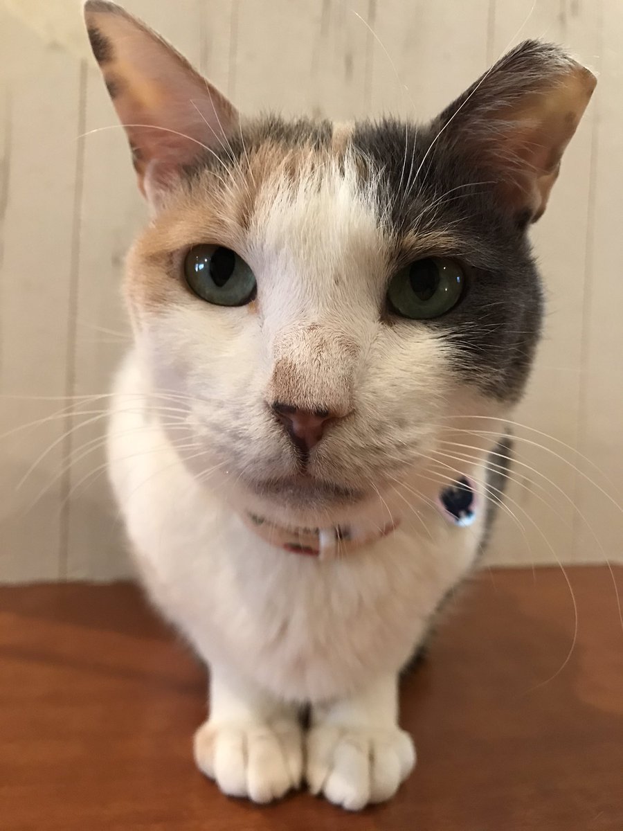猫カフェtango 時短営業 Tango Twitter 猫カフェtango 時短営業 Tango Twitter