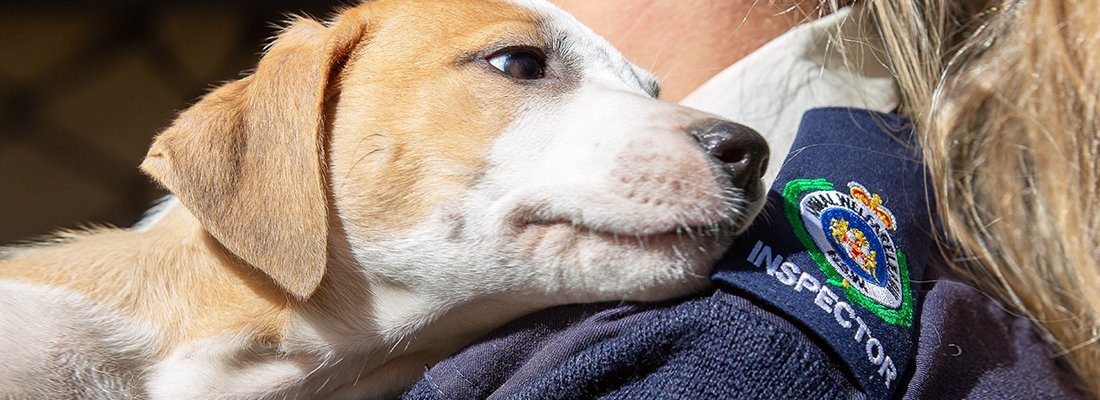 Animal Welfare League NSW on Twitter: Animal Welfare League NSW on Twitter: