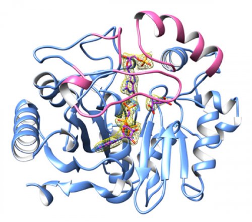 synchroSOLEIL's tweet photo. The 3D structure of PurZ enzyme, responsible for Z synthesis, was determined using X-ray diffraction data collected on the two SOLEIL bio-crystallography beamlines, @PROXIMA_1 and @Proxima2A
The results are published in @Science 
➡️ https://t.co/b0FkK4NDRz https://t.co/IyvPT8GIDl