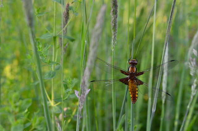 Garden_Notes's tweet image. Plattbauchweibchen zu Gast im Wilden Garten: wildgardening.de
#Insekten